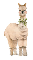 Cartoon watercolor lama portrait. © Ivan Feoktistov