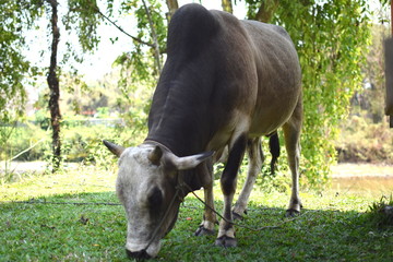 ラオスのバンビエンで見つけた野生の牛