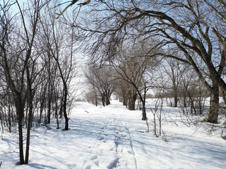 Fototapeta premium Winter Russian forest landscape with trees in early spring, melting snow