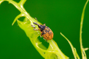 weevil on plant