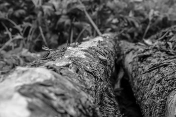 wooden trunk pine uneven hard bark tinted background base design website vertical focus in the center