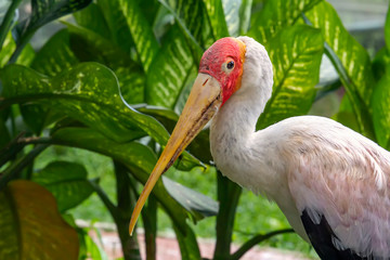 Yellow-billed stork in Kuala Lumpur bird park. Close-up