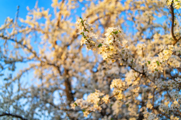 Vibrant blossom in the spring with many colorful flowers close up