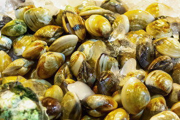 set enamel venus shell a lot of fresh catch pattern backdrop sea delicacy of Thailand sprinkled with ice tray restaurant