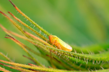 Cicadella viridis on plant