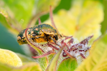 chafer