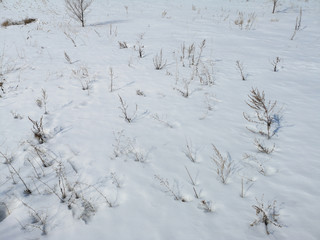 small bushes and twigs sticking out of the snow closeup in March in Russia