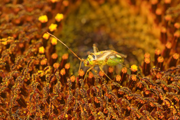 stinkbug on green leaf