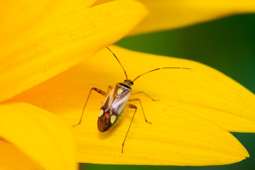 stinkbug on green leaf