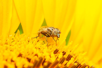 Eristalis arvorum on plant