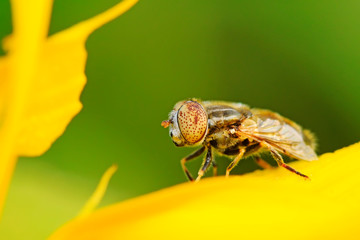 Eristalis arvorum on plant