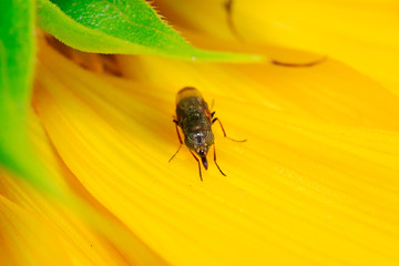 Stomorhina obsoleta