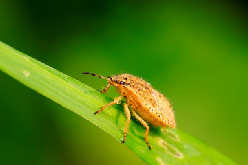 stinkbug on plant