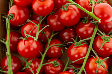 cherry tomatoes bright red vegetable background. Vegetables on a branch of juicy appetizing design base