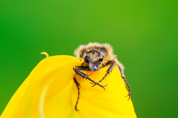 trichiidae insects on plant