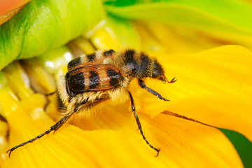 trichiidae insects on plant