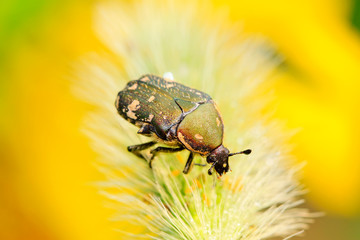 chafer