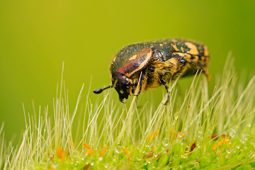chafer