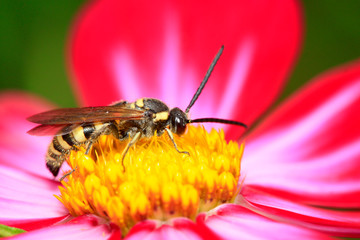 Aegeriidae insects on plant