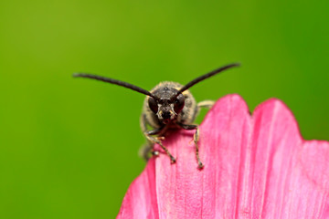 Aegeriidae insects on plant