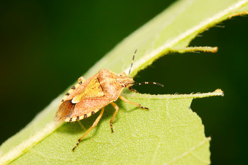 stinkbug on green leaf