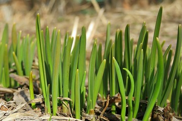 Young green shoot come out from the ground in the spring