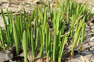 Obraz premium Young green shoot come out from the ground in the spring