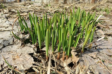 Young green shoot come out from the ground in the spring