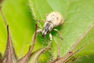 weevil on plant