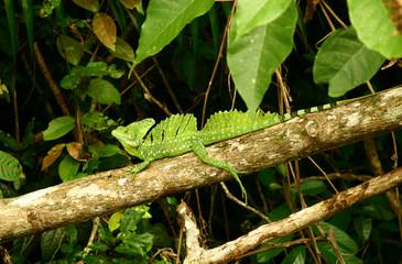 Jesus Christ lizard on a branch at Cano Negro in the jungle of Costa Rica