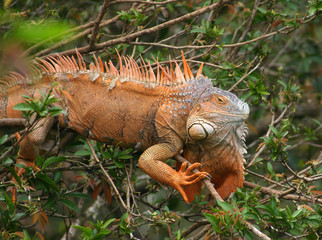 Brown Iguana lizard at Cano Negro in Costa Rica