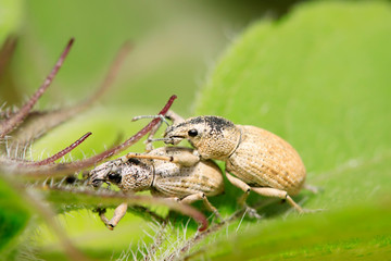weevil on plant