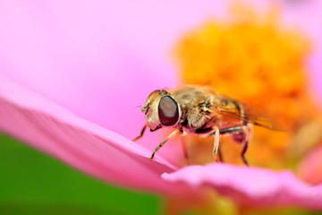Syrphidae on plant