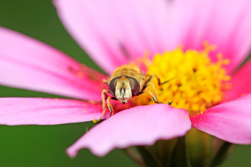 Syrphidae on plant