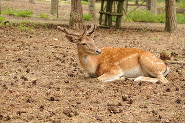 Ueckermünde, Damhirsch im Tierpark