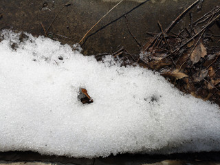The texture of dry leaves and twigs on the concrete surface in early spring, dirt from under the snow