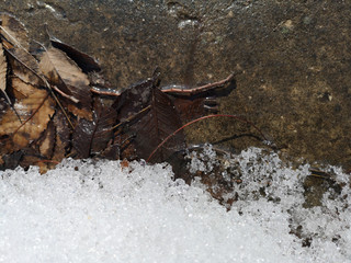 Texture of moist soil in early spring, puddles and mud, early grass from under snow, top view
