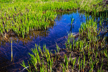 closeup small puddle among a green grass