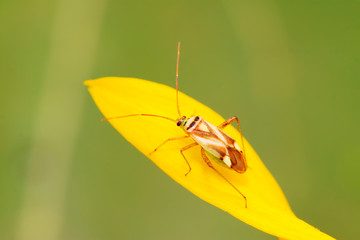 stinkbug on green leaf