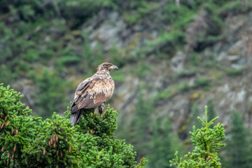Bald eagle landed in a pine tree branch, Alaska