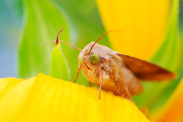 Moth insects on plant © YuanGeng