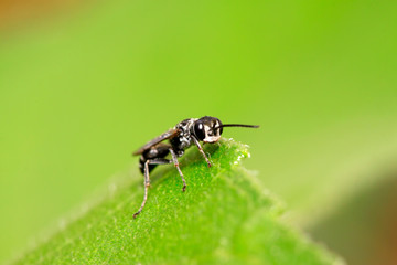 bees insects on plant