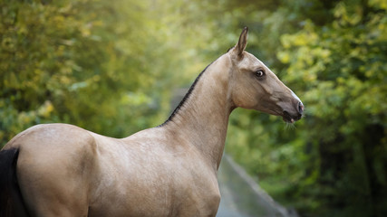 Obraz na płótnie Canvas Buckskin Akhal-Teke horse on natural summer background, portrait close-up