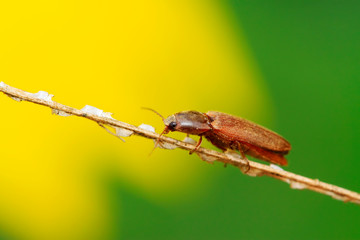 buckle beetles