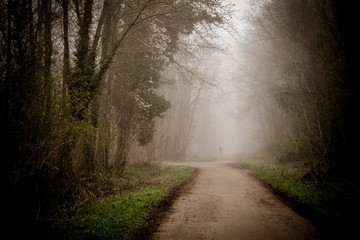 Naklejka premium Saint-Germain-en-Laye Forest, France