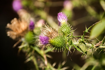 A beautiful color of blooming head donkey thistle closeup as natural floral background