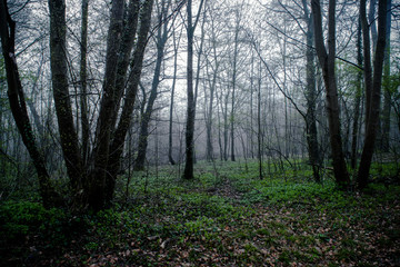 Obraz premium Saint-Germain-en-Laye Forest, France