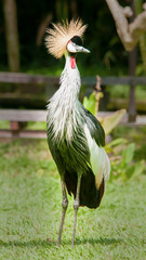 Fototapeta premium crowned crane