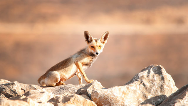 Arabian Red Fox