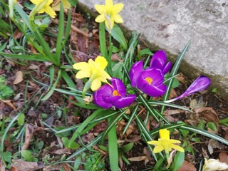 crocuses in the snow